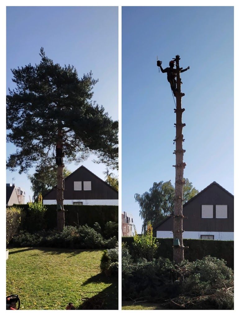 Un arbre + des travaux d'élagage