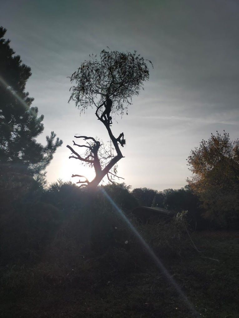 Un arbre dans un jardin