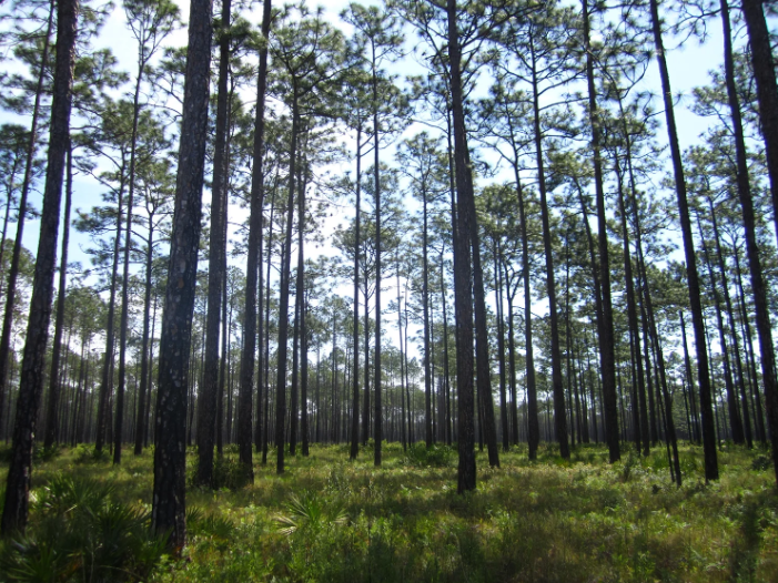 Just minutes from our doors, Apalachicola National Forest and Tate’s Hell reveal the wild soul of t