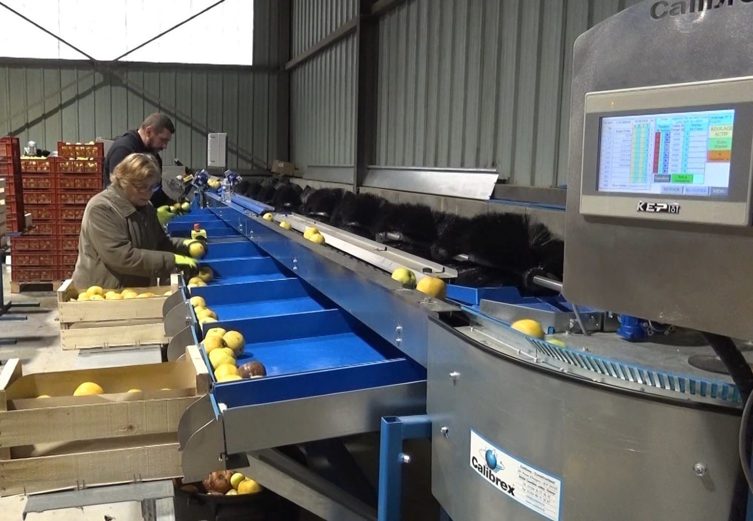 Salle de tri de fruits près d'un tapis roulant.