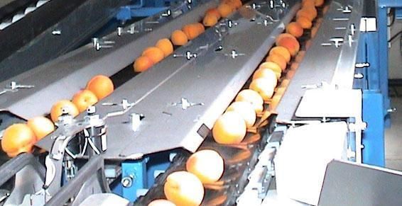 Tapis roulant avec des fruits à la chaine.