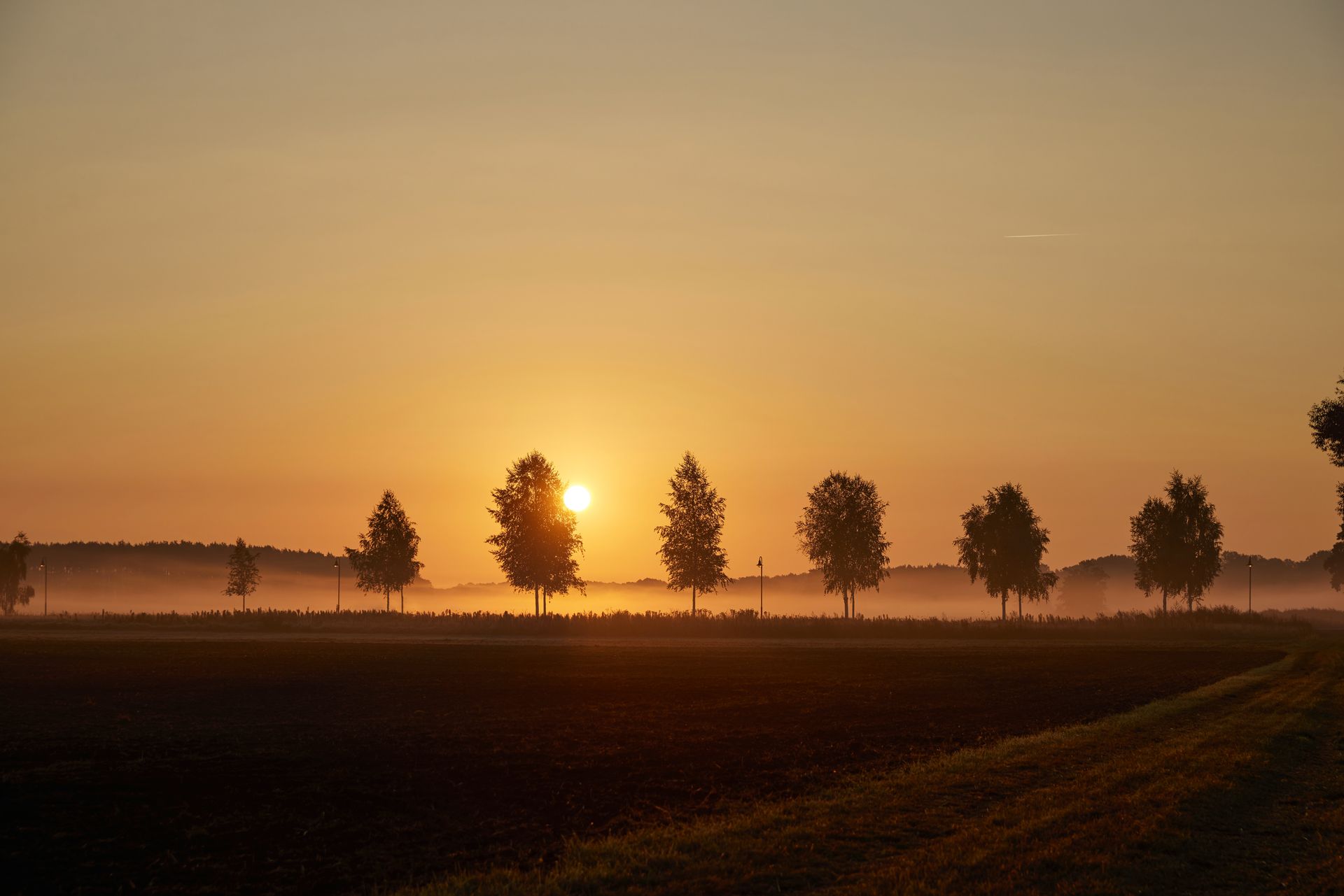 Sunrise over the fields with a line of trees
