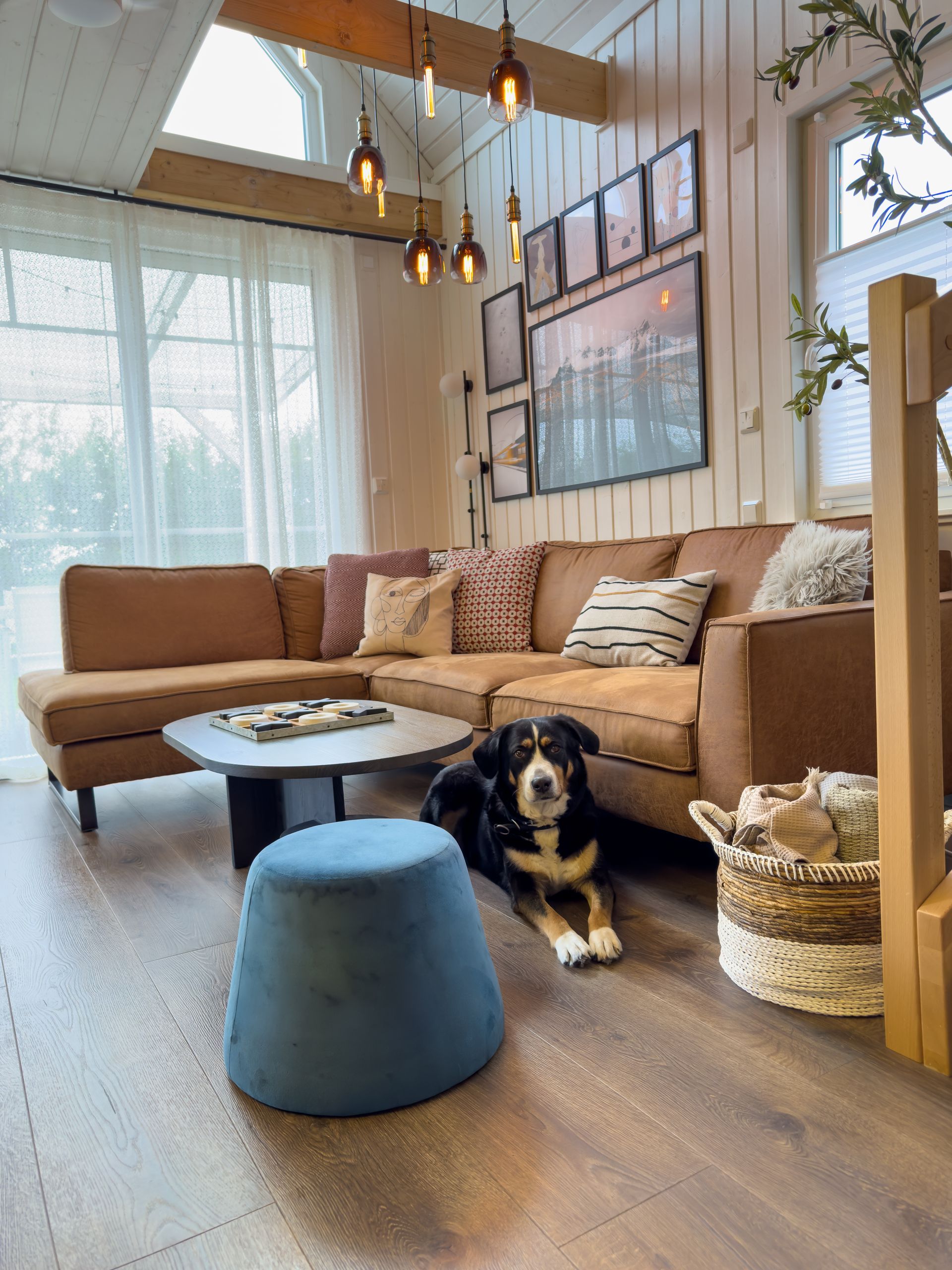 A dog relaxing in the living room