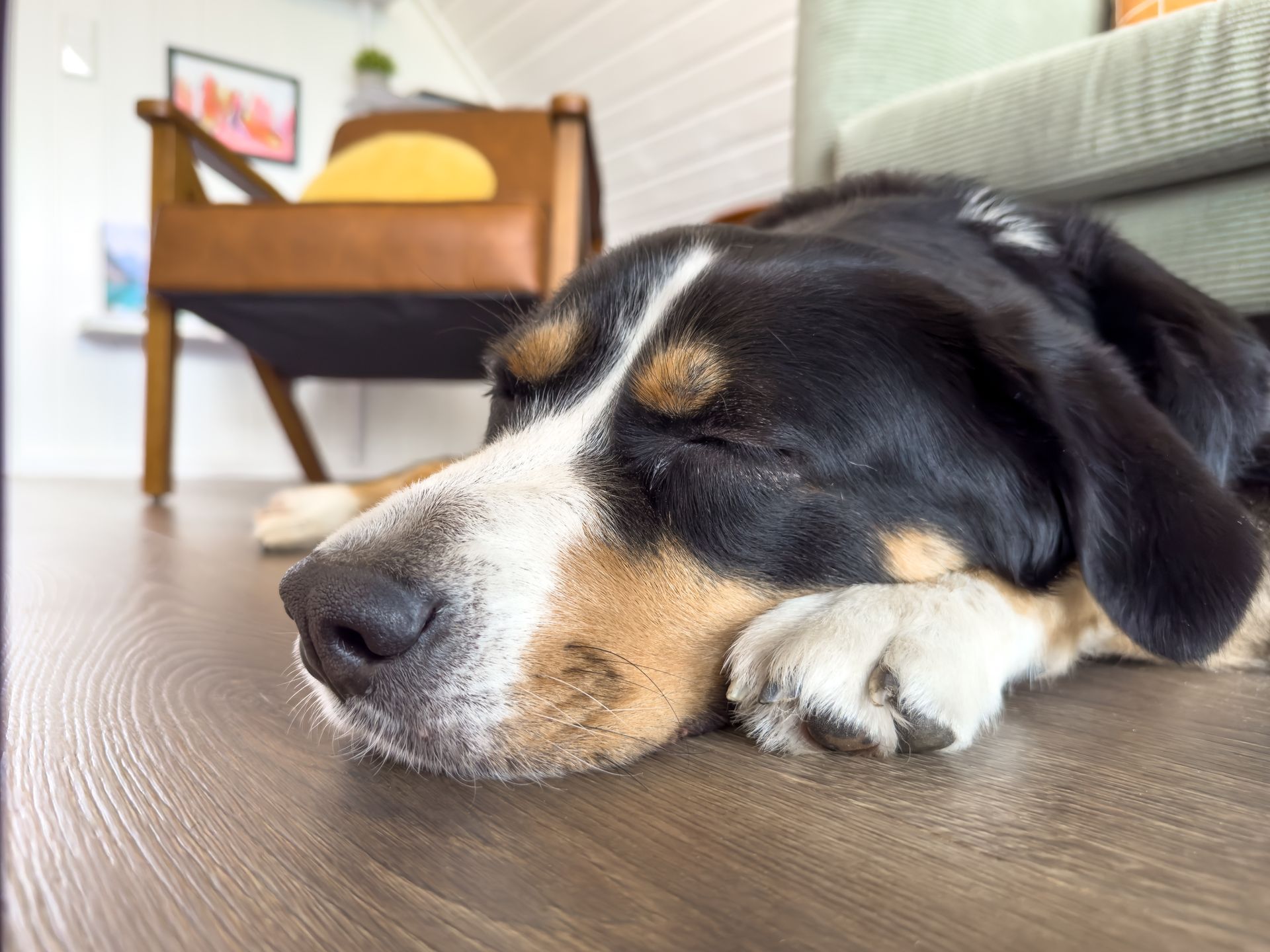 Dog resting on the floor