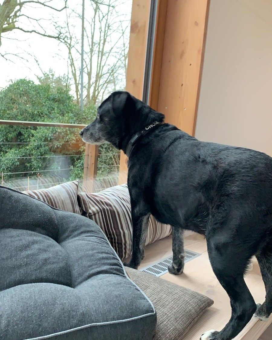 Choya at the window