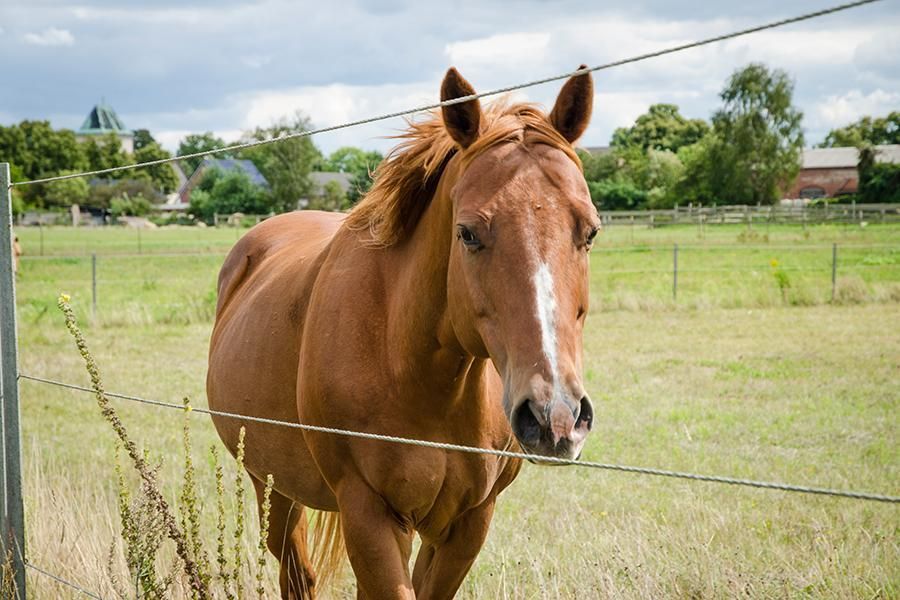 Brown horse at a fence on a paddock near Zerpenschleuse