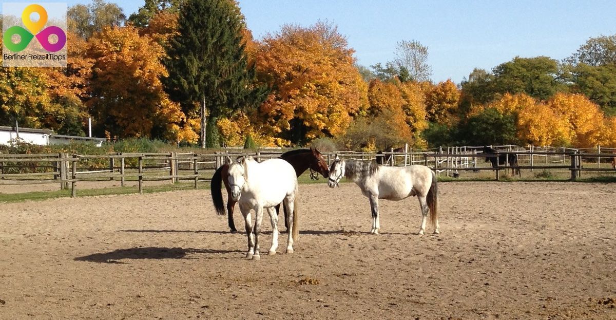 Horses at a riding stable in autumn