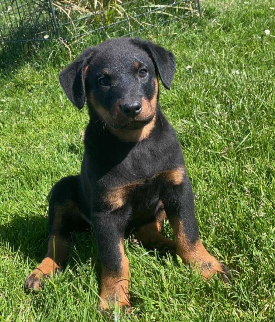 Chiot Beauceron noir et marron