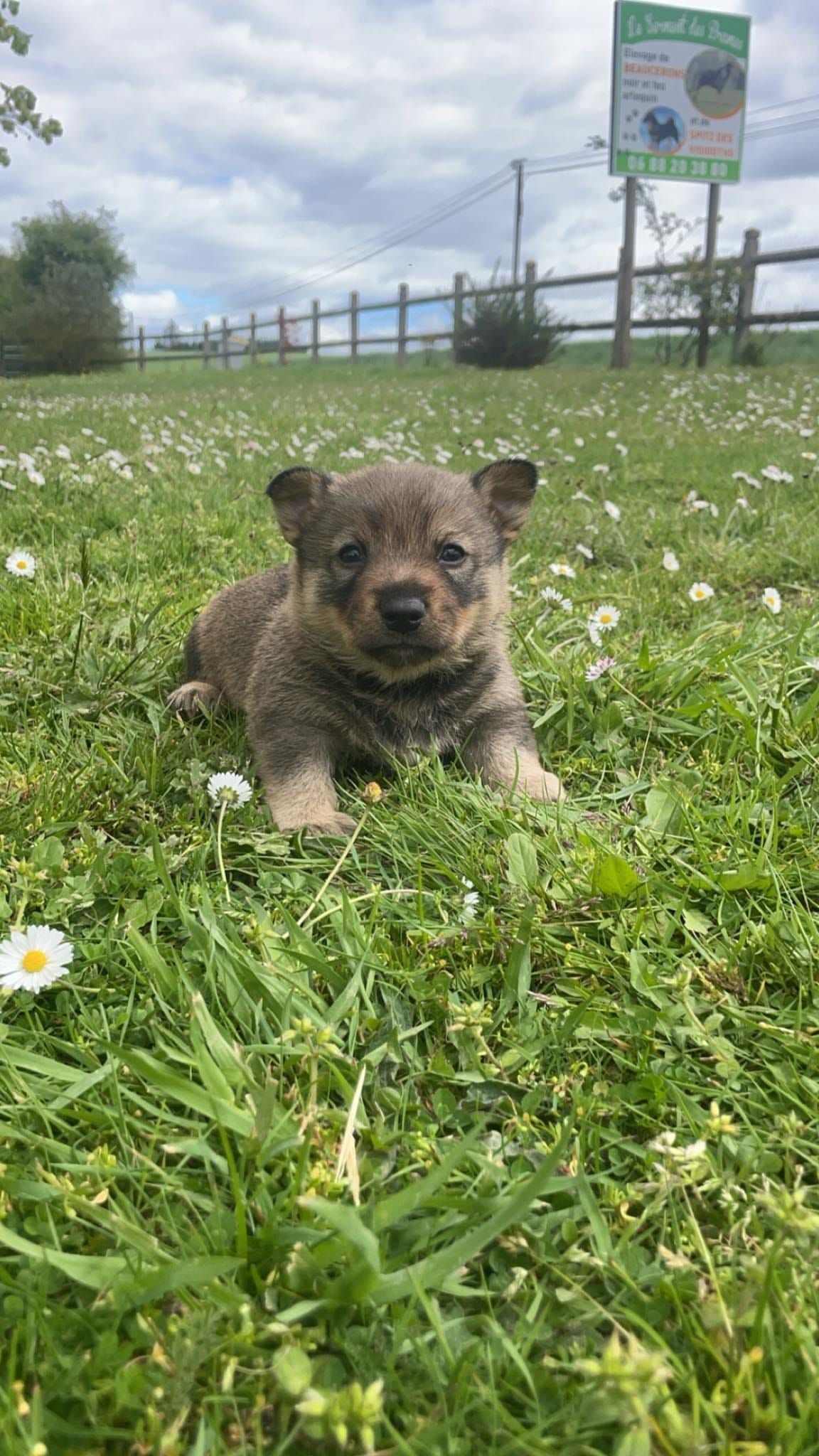 Petit chiot Spitz des Wisigoths