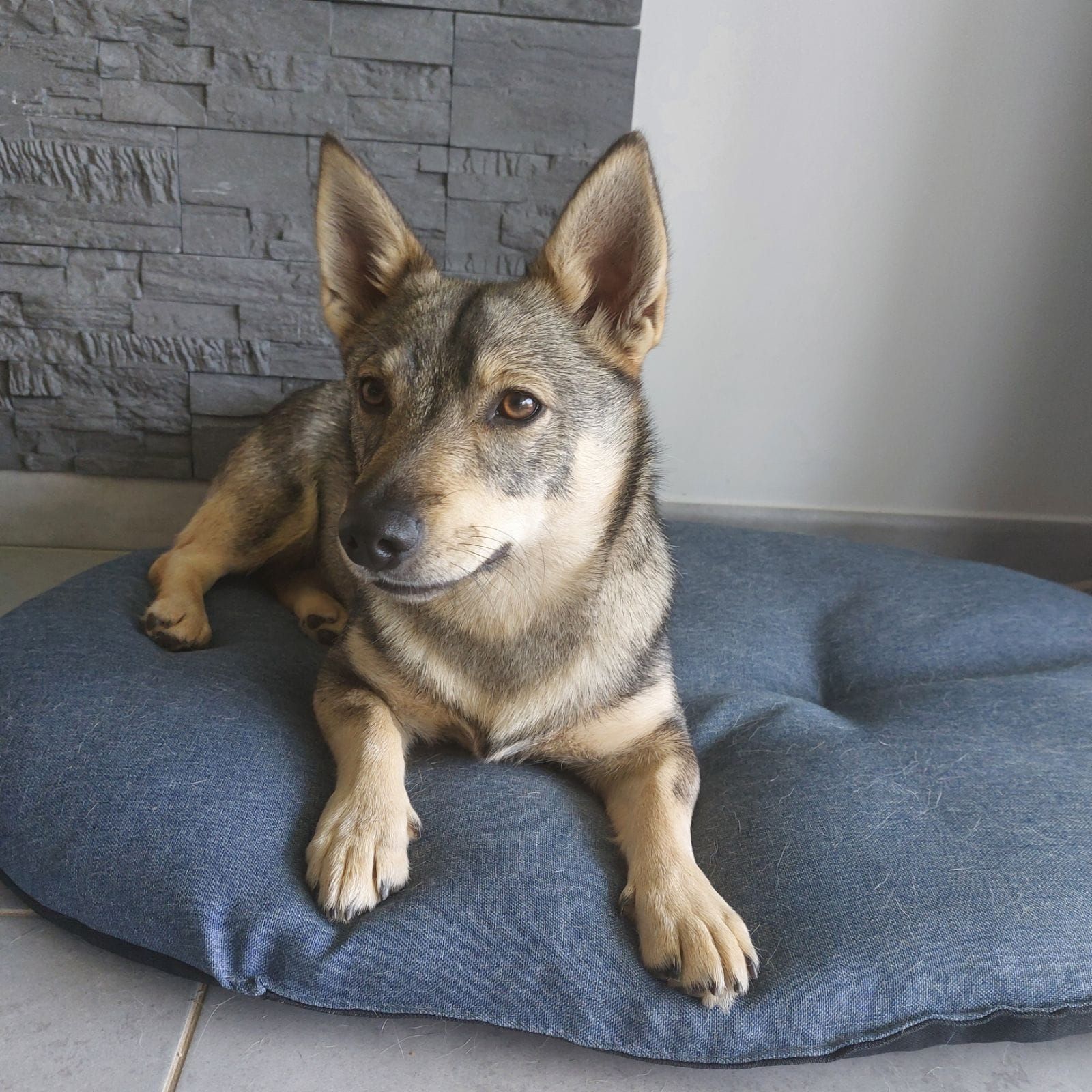 Chien Spitz des Wisigoths sur un coussin