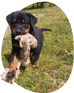 beauceron