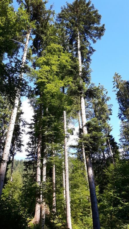 Eine Gruppe hoher Bäume in einem Wald mit einem blauen Himmel im Hintergrund.