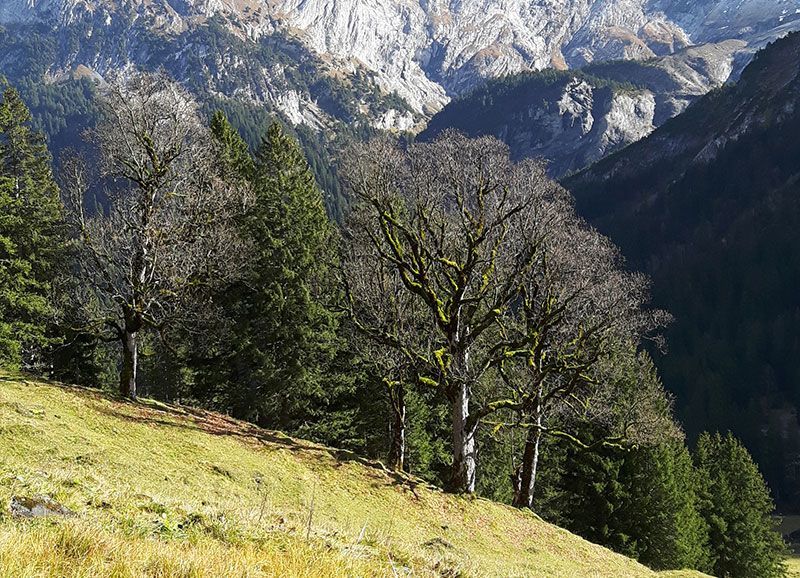Eine Bergkette mit Bäumen an den Seiten