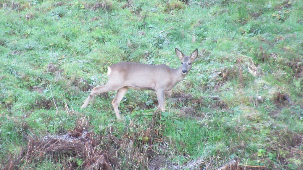 Beispiel Handwerk GmbH