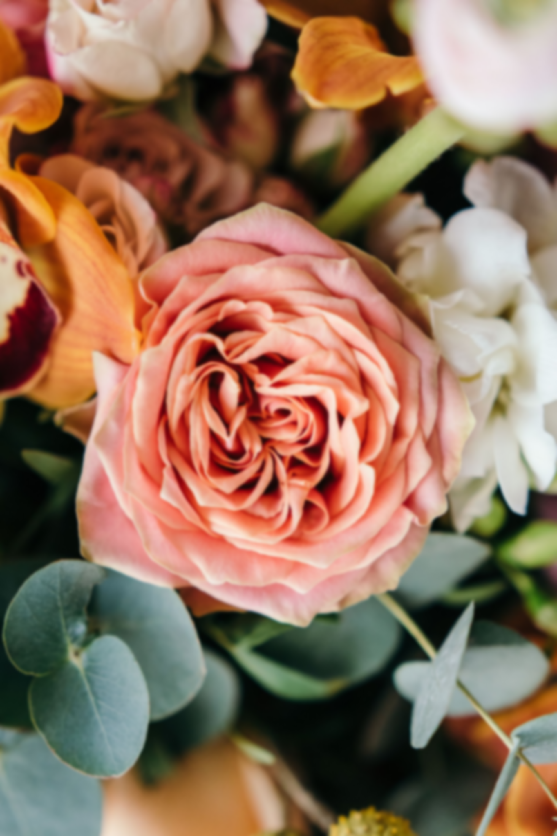 Gros plan sur une rose de jardin couleur pêche aux pétales frisés, entourée de fleurs blanches et de feuilles d'eucalyptus dans une composition florale.