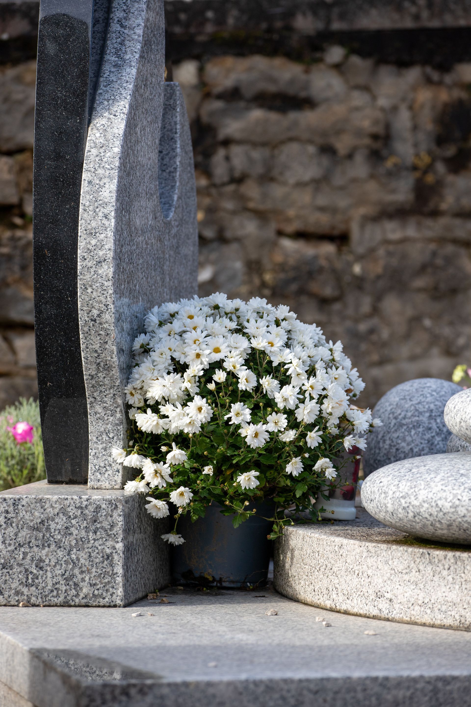 Un pot de chrysanthèmes blancs repose sur une stèle funéraire en granit, près d'un mur de pierre.