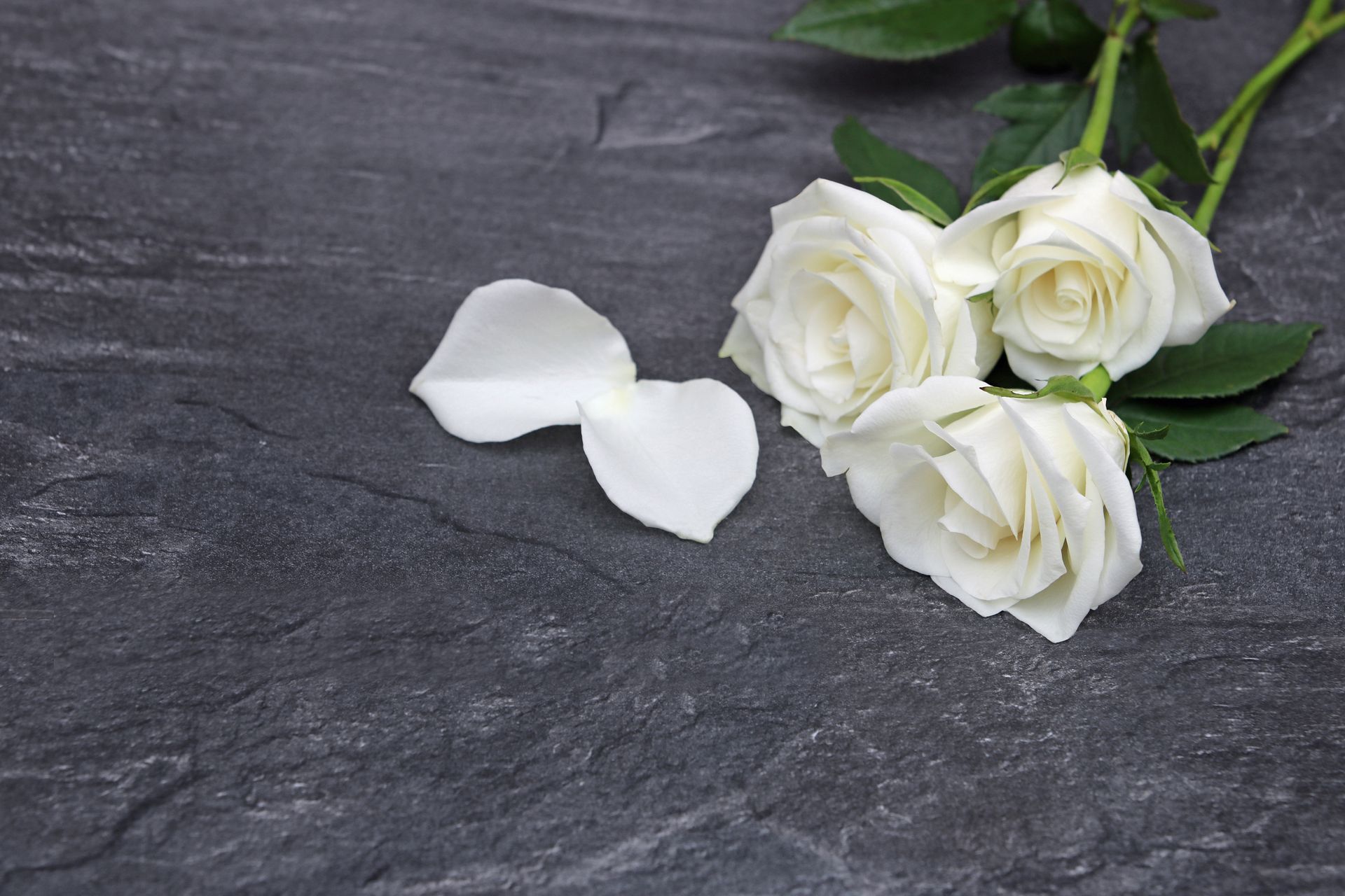 Trois roses blanches et deux pétales épars reposent sur une surface de pierre grise foncée et texturée.