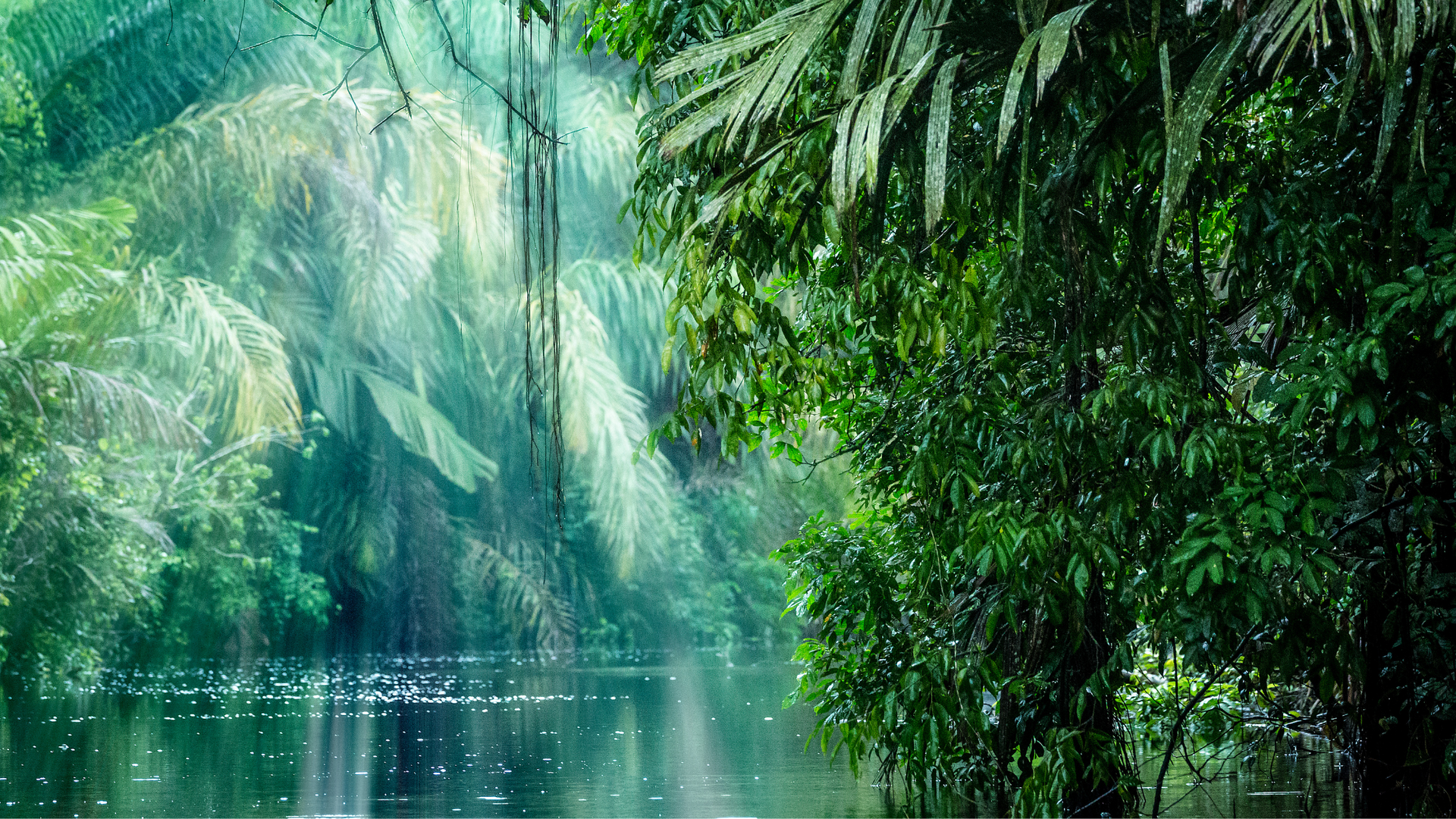 Curated visual reference: Visual Reference: Cairns Rainforest Tours