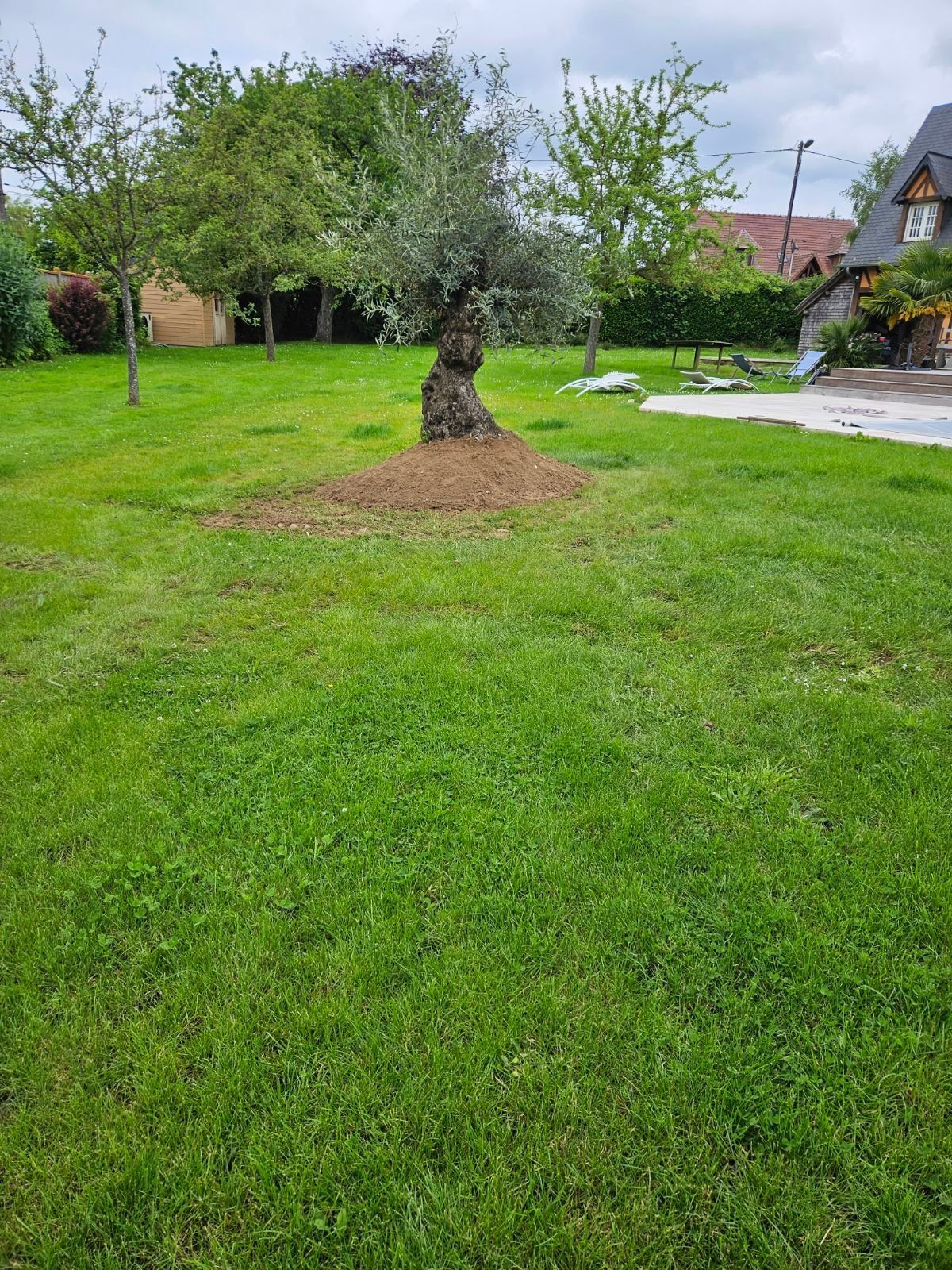 Plantation d'un olivier dans un parc