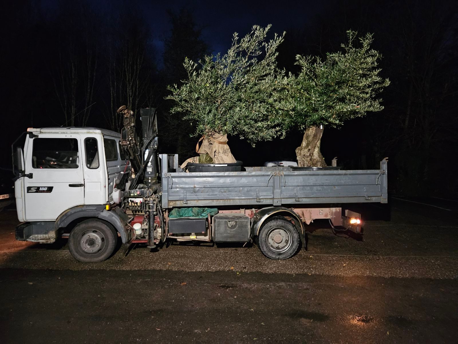 Camion avec 2 oliviers pour une livraison
