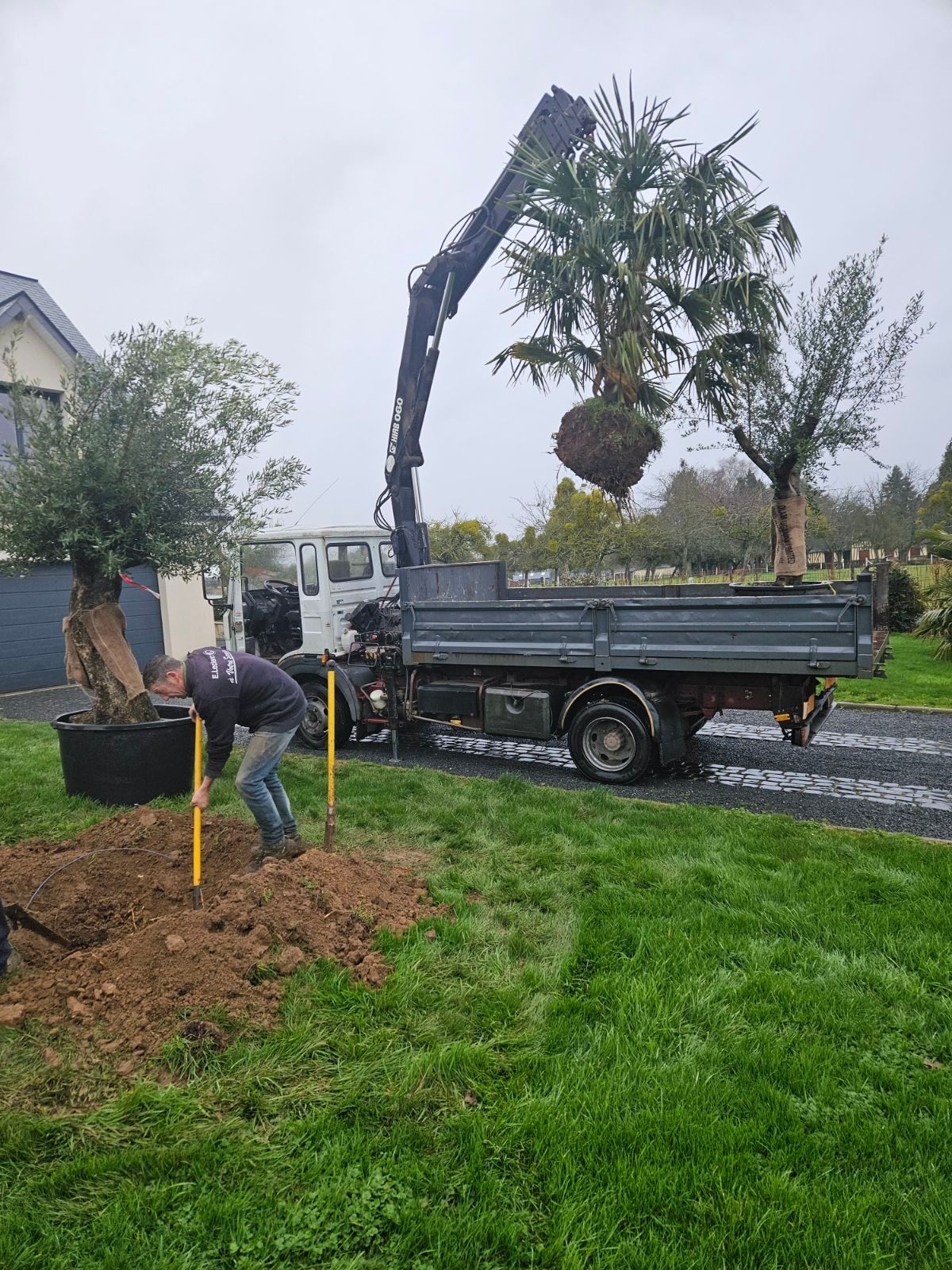 Plantation d'un palmier et d'un olivier