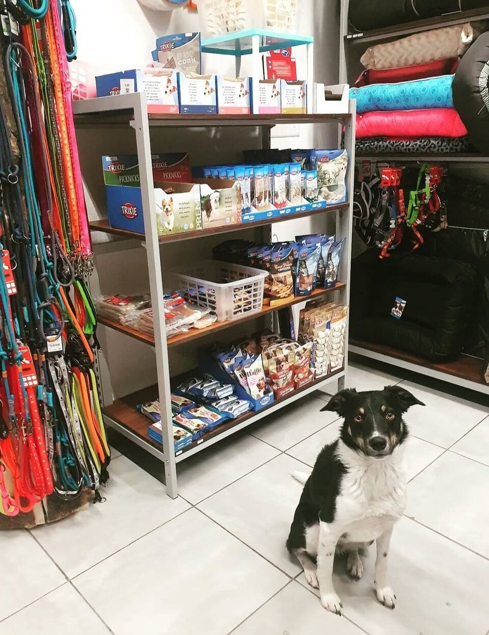 cane in un negozio di animali - Amico Mio di Braga