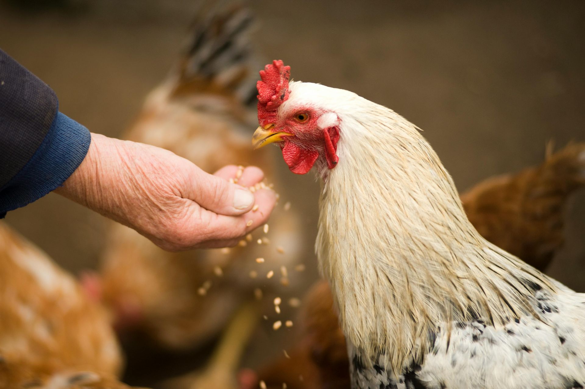 Mangime per galline - Amico Mio di Braga