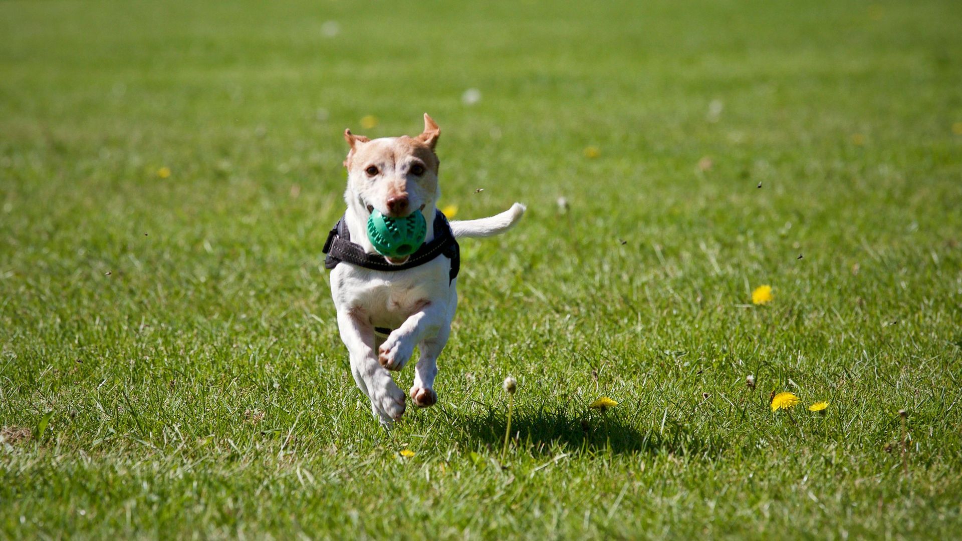 Cane che corre - Amico Mio di Braga