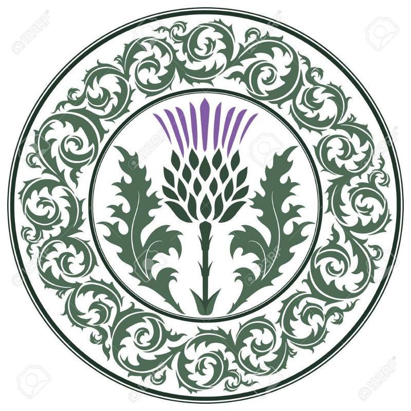 Dessin de fleurs de chardon