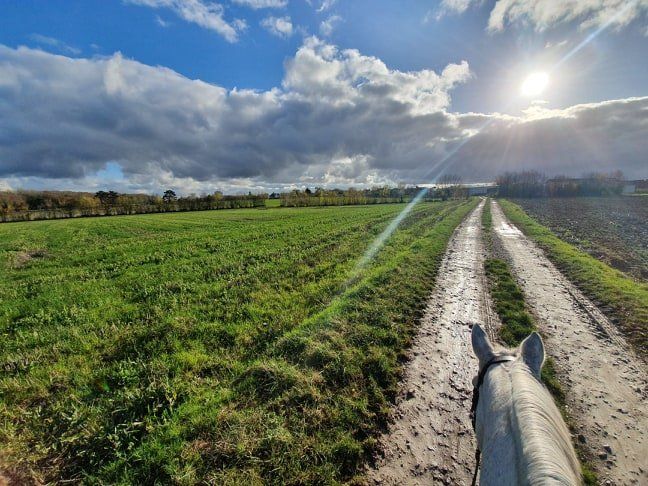 Promenade à cheval entre les champs