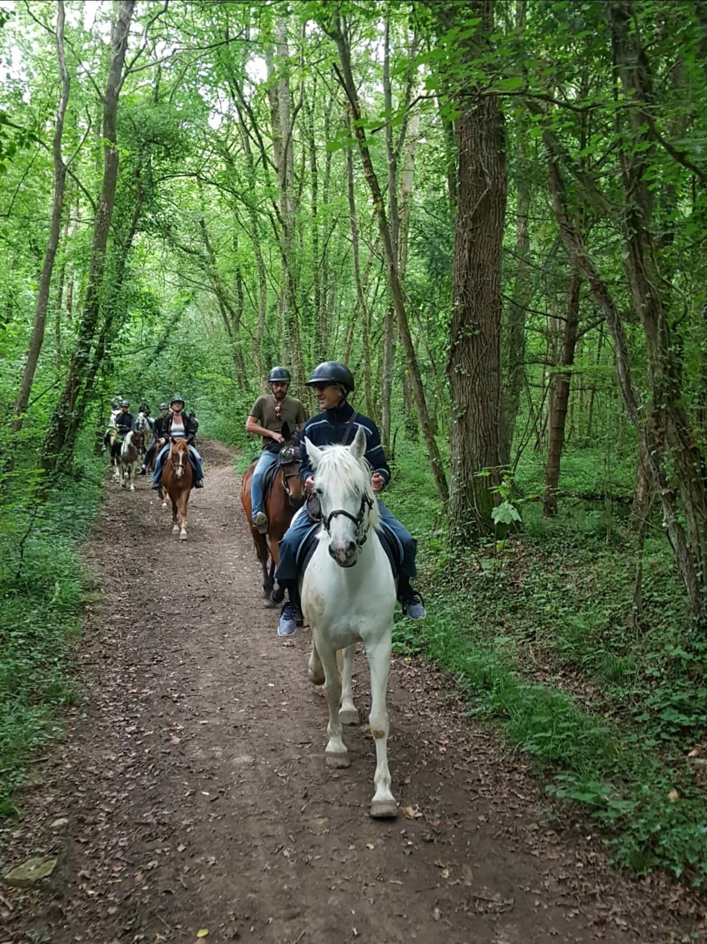Groupe de cavaliers se promenant dans la forêt