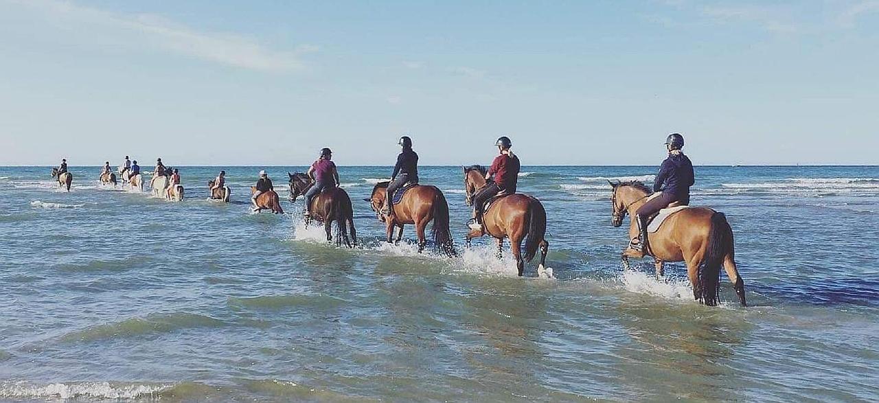 Chevaux dans l'eau avec leurs cavaliers sur le dos