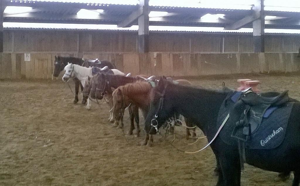 Des poneys de toutes les couleurs dans le manège