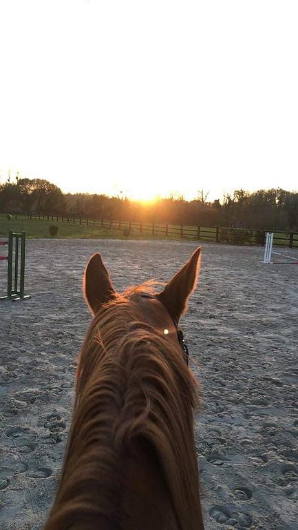 Oreilles d'un cheval sur un parcours