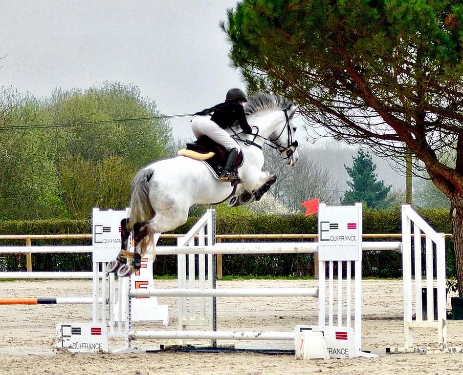 Cheval blanc vu de dos sautant un obstacle avec son cavalier sur le dos