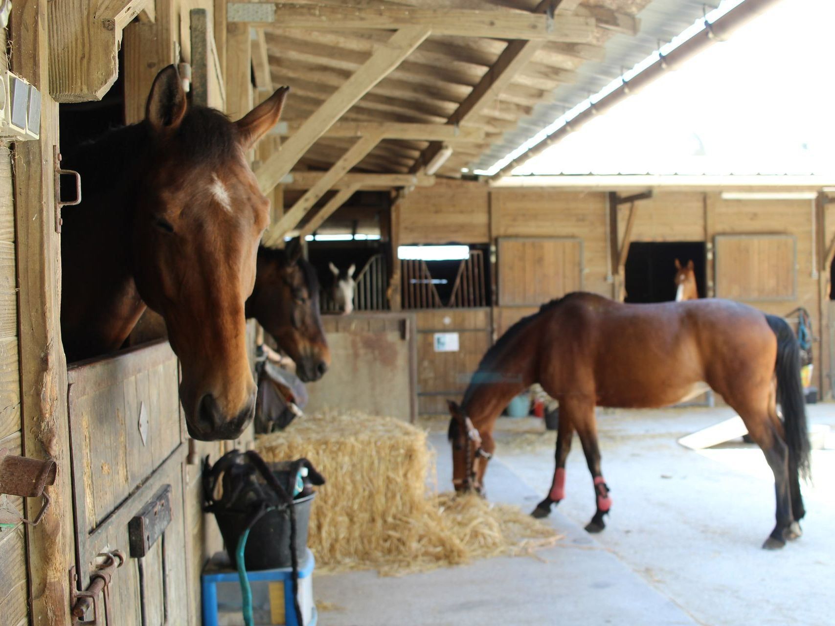 Chevaux sortant la tête de leurs box