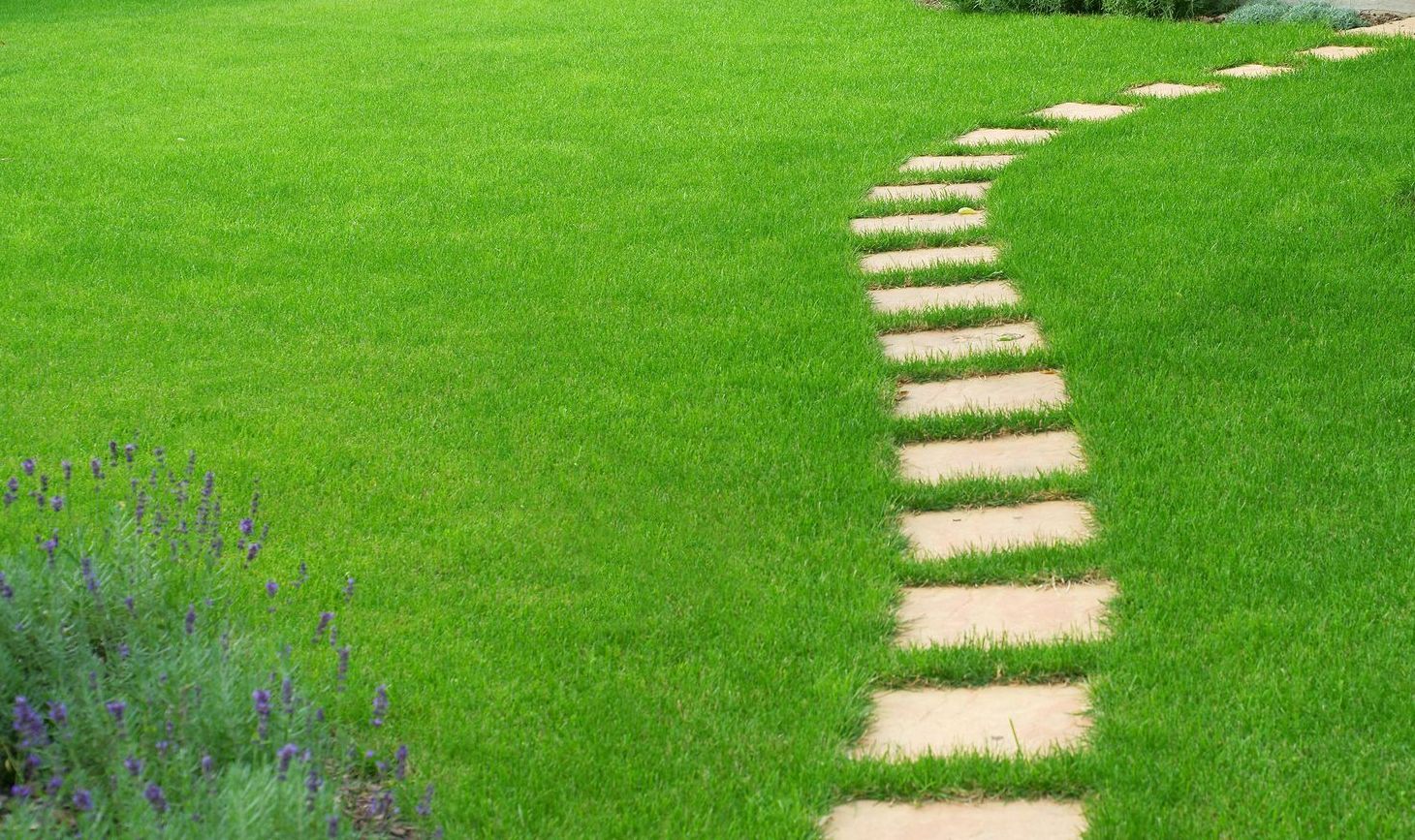 Pelouse avec un petite  chemin de dalles régulières