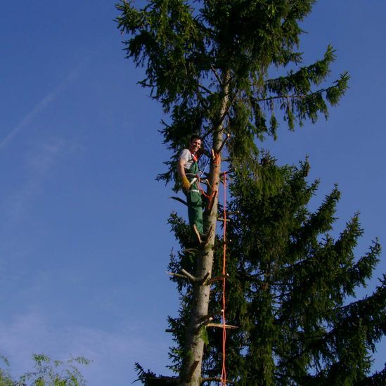 Arbeiten am Baum
