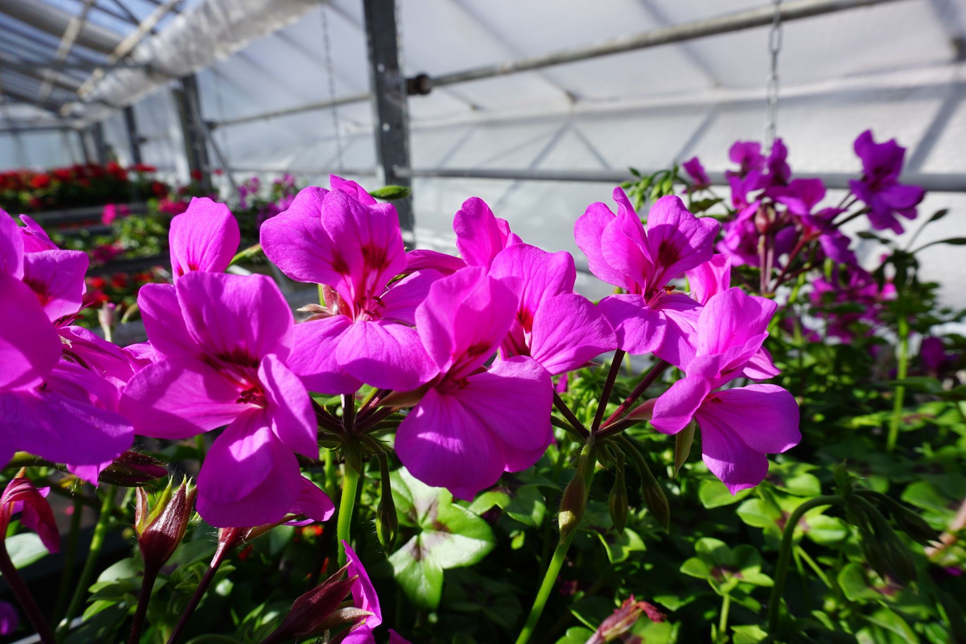 Geranien und diverse Topf- und Sommerpflanzen aus Eigenproduktion