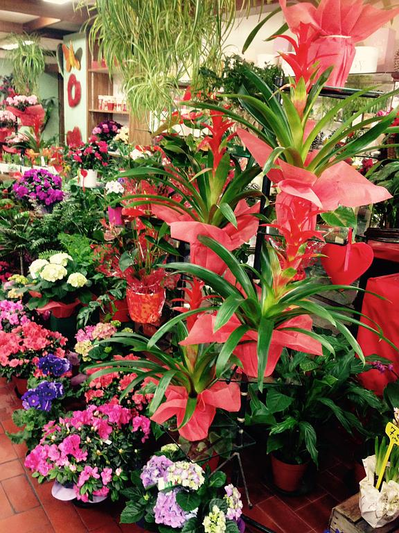 Plantes d'intérieur