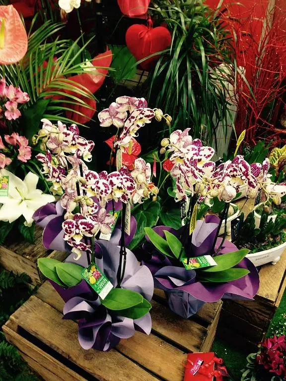 Ensemble d'orchidées