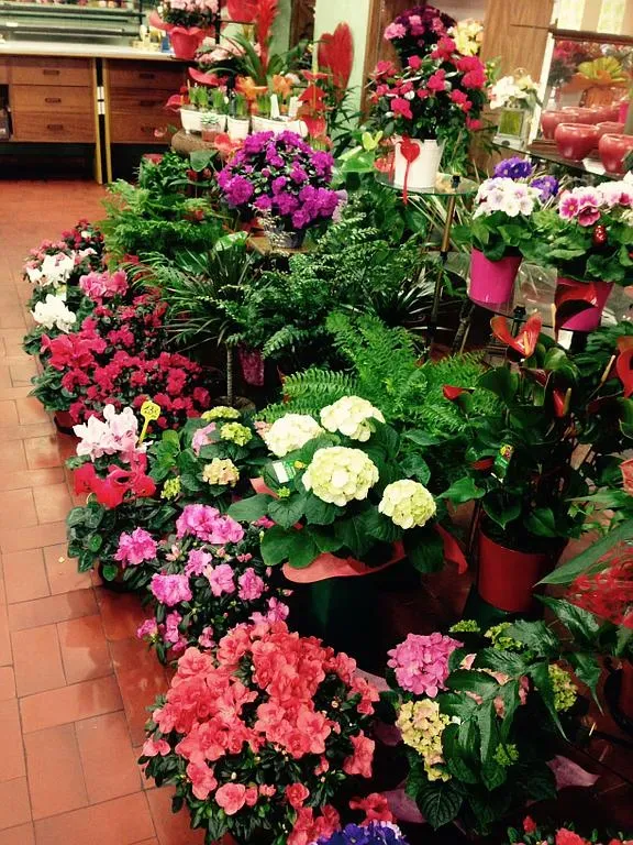 Compositions de plantes vertes et fleurs