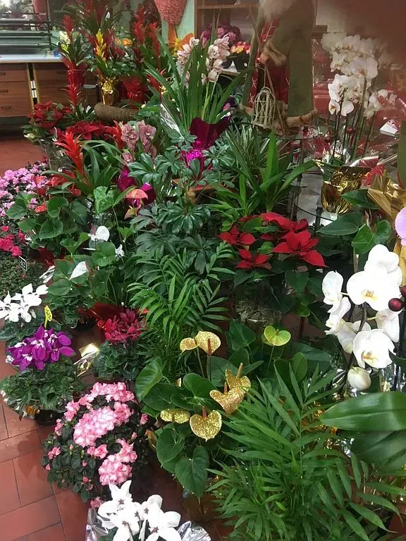 Plantes vertes exotiques