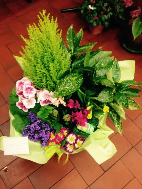 Composition de plantes vertes et fleurs