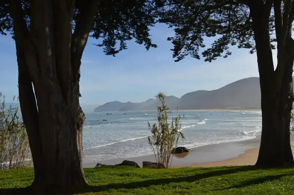 Arroyo que fluye bajo un árbol con una pequeña cascada. Hierba verde en la orilla, día soleado.
