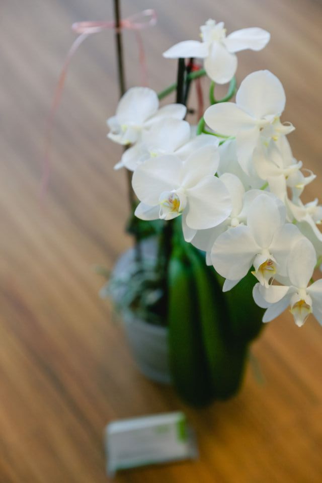 Blumen, Zahnarztpraxis Dr. Krausert