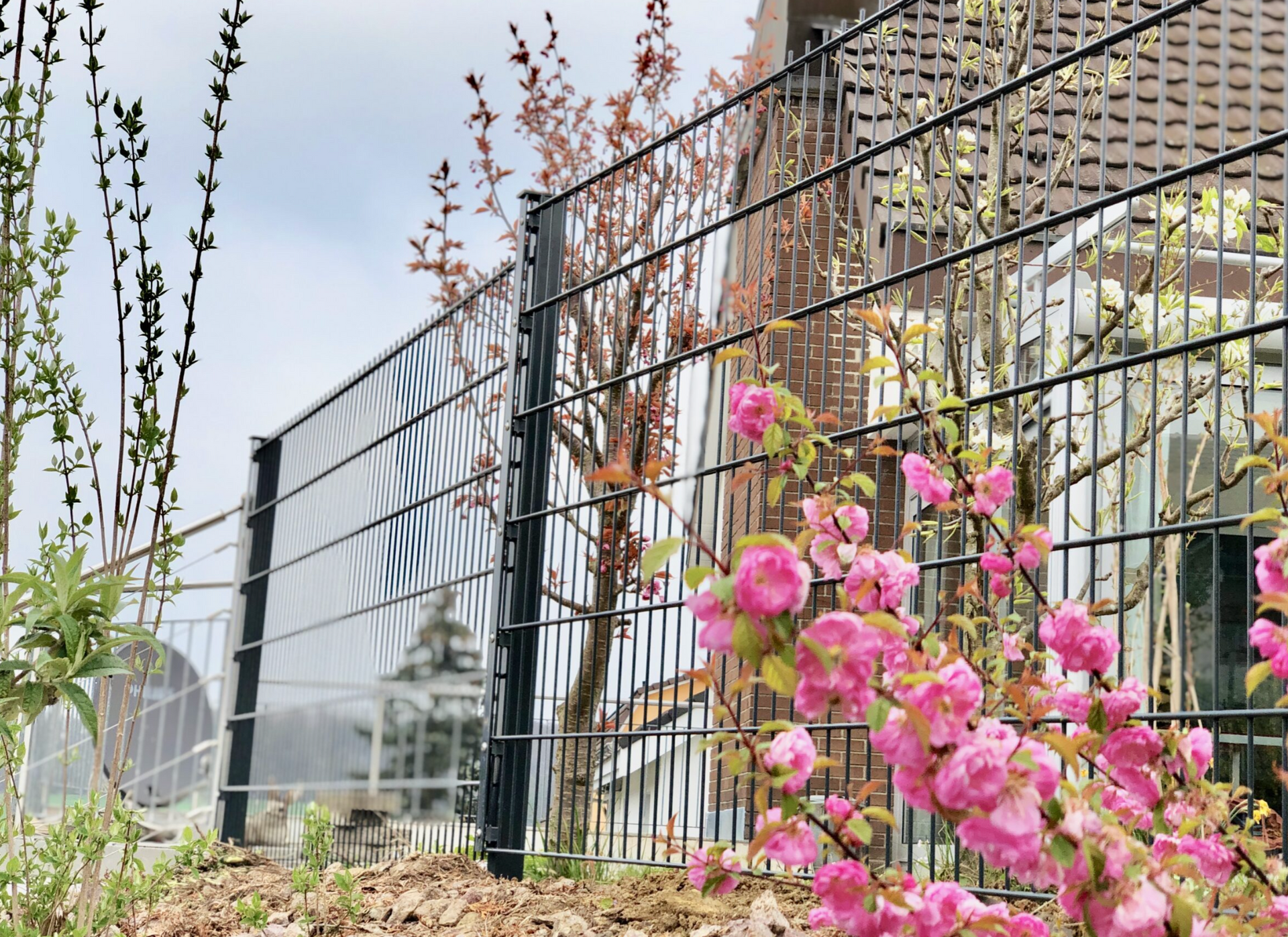 Rosa Blumen blühen neben einem schwarzen Metallzaun, ein Sichtschutz, Bäume und ein Gebäude sind sichtbar.