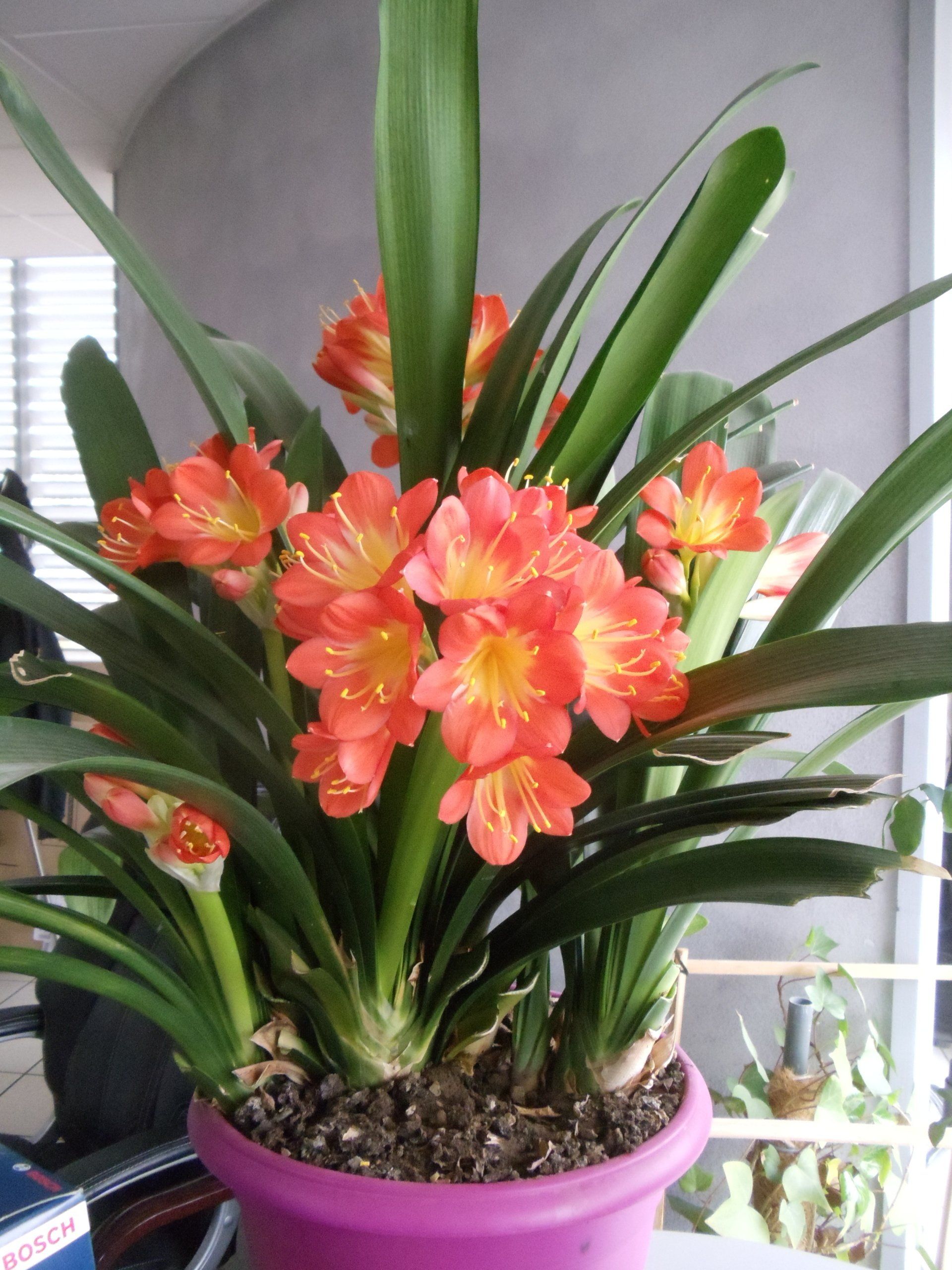Fleur dans l'atelier mécanique