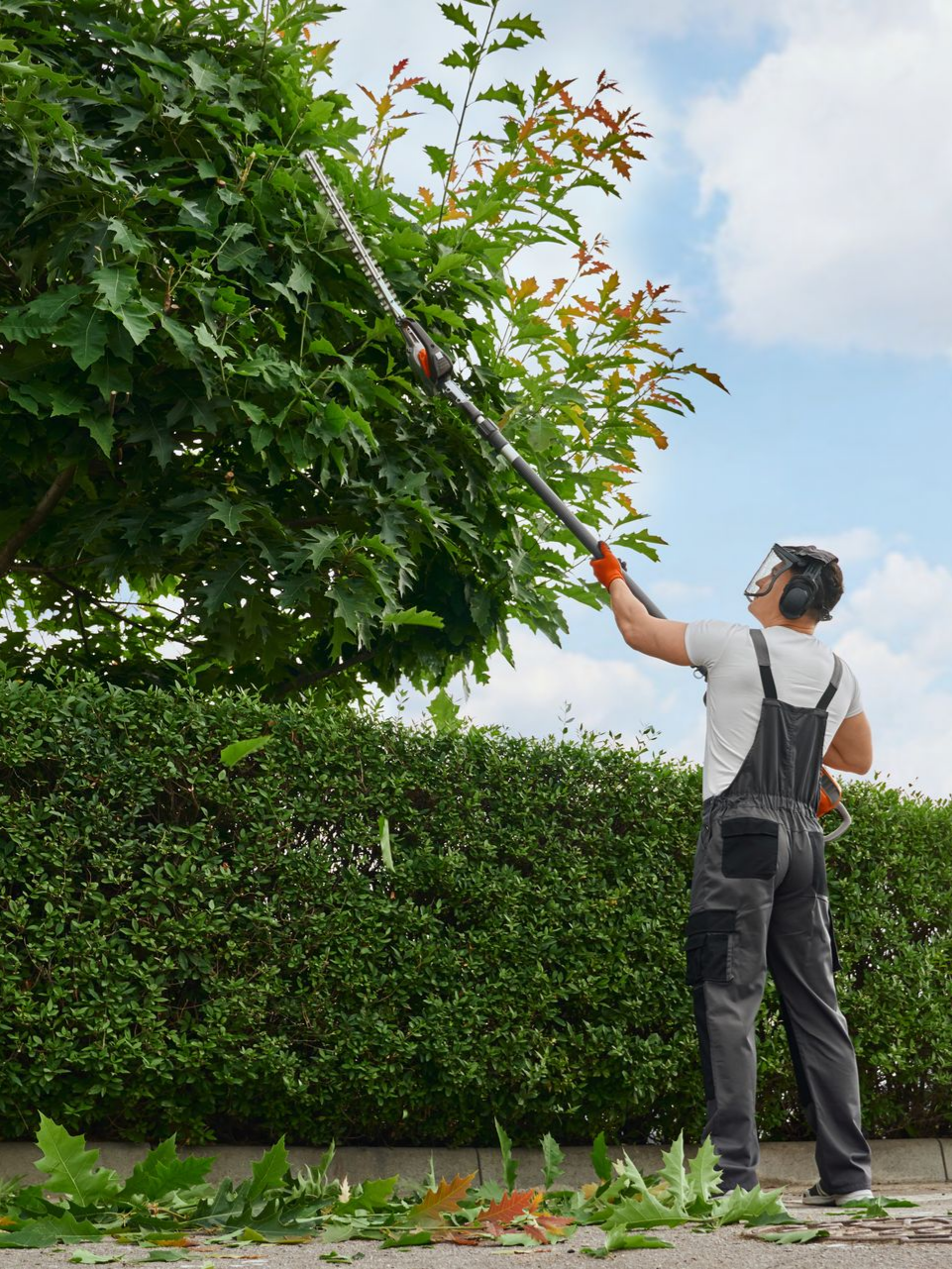 Un homme utilise une scie à perche pour élaguer un arbre.