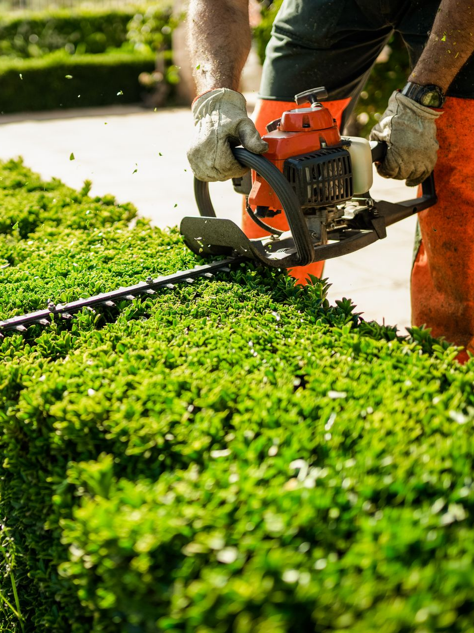 Personne taillant une haie verte avec un taille-haie.